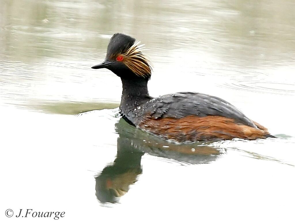 Black-necked Grebe