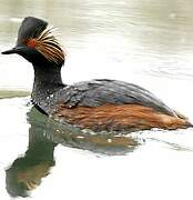 Black-necked Grebe