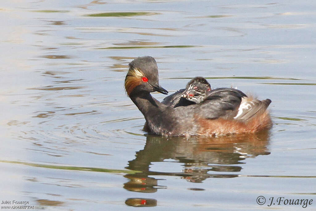 Black-necked Grebe, Reproduction-nesting, Behaviour