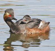 Black-necked Grebe