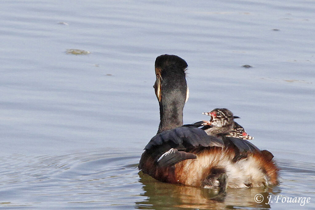 Black-necked Grebe, identification, Reproduction-nesting, Behaviour