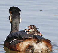 Black-necked Grebe