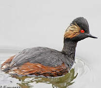 Black-necked Grebe