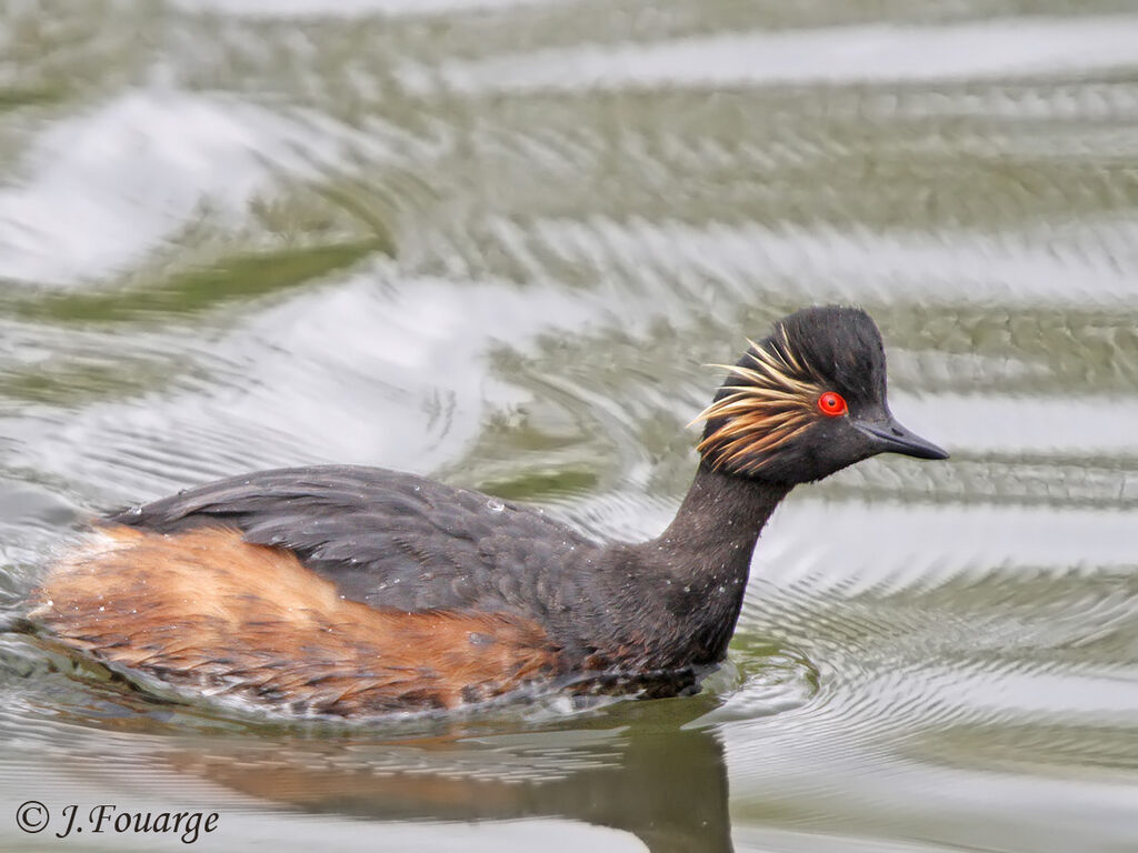 Black-necked Grebe, identification, Reproduction-nesting