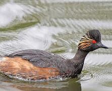 Black-necked Grebe