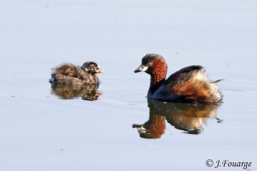 Little Grebe