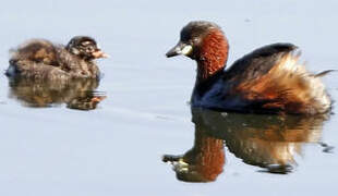 Little Grebe