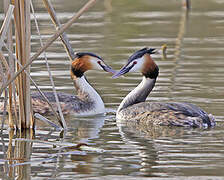 Great Crested Grebe