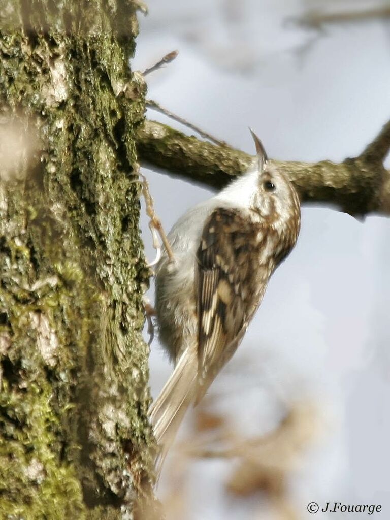 Grimpereau des bois mâle adulte