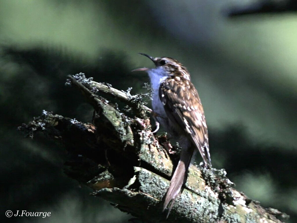 Eurasian Treecreeper male adult