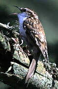 Eurasian Treecreeper