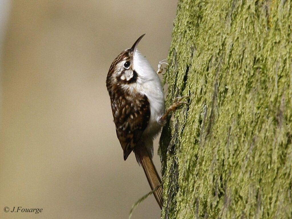 Eurasian Treecreeperadult