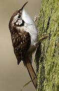 Eurasian Treecreeper