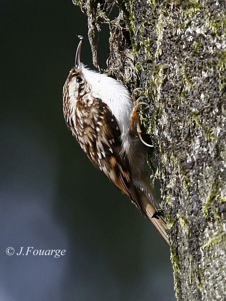 Eurasian Treecreeperadult