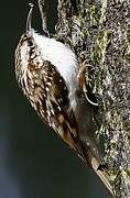 Eurasian Treecreeper