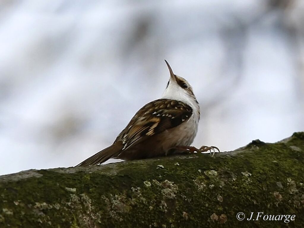 Eurasian Treecreeperadult