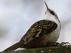 Eurasian Treecreeper