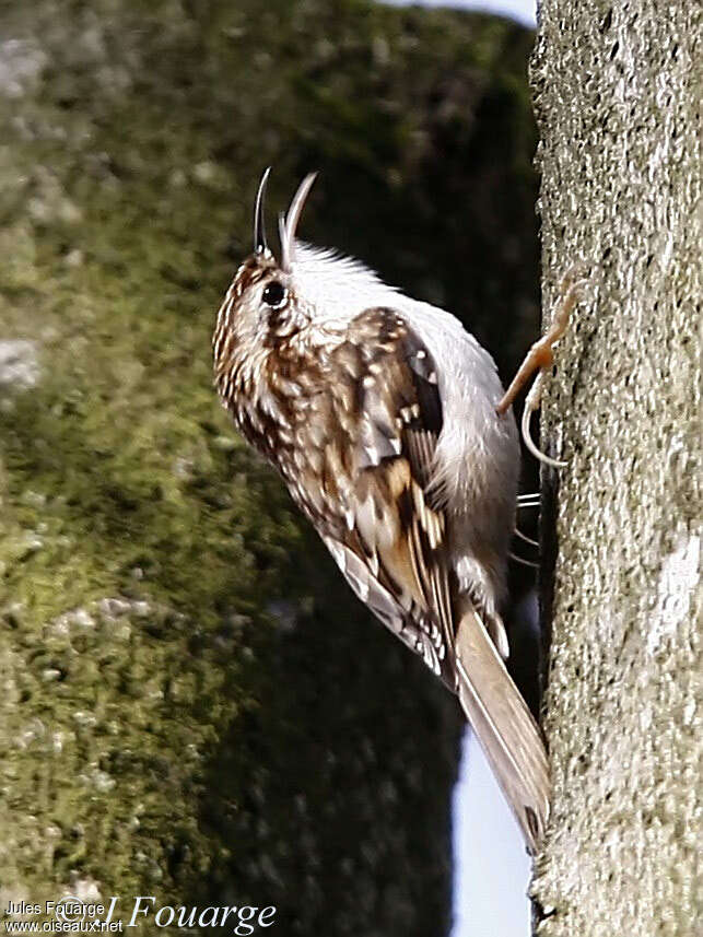 Eurasian Treecreeper male adult, pigmentation, song