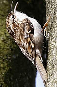 Eurasian Treecreeper