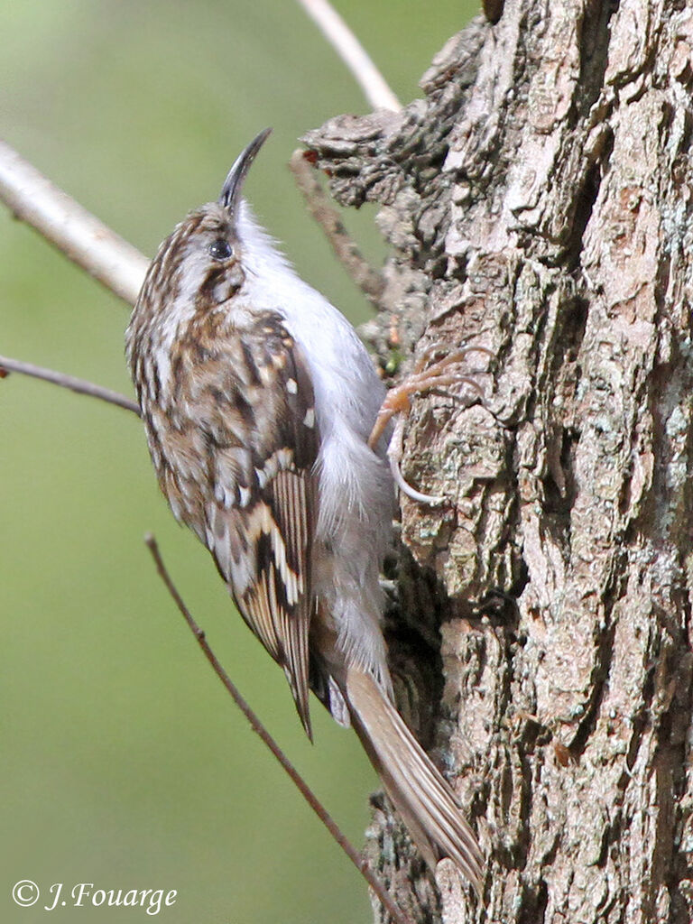 Grimpereau des bois mâle adulte, identification