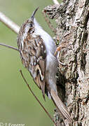 Eurasian Treecreeper