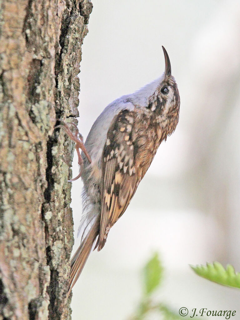 Grimpereau des bois mâle adulte, identification