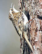 Eurasian Treecreeper