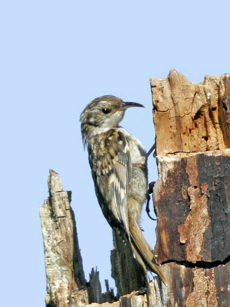 Short-toed Treecreeper