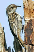 Short-toed Treecreeper