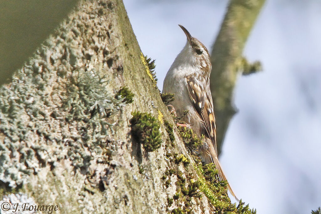 Short-toed Treecreeper