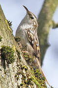 Short-toed Treecreeper