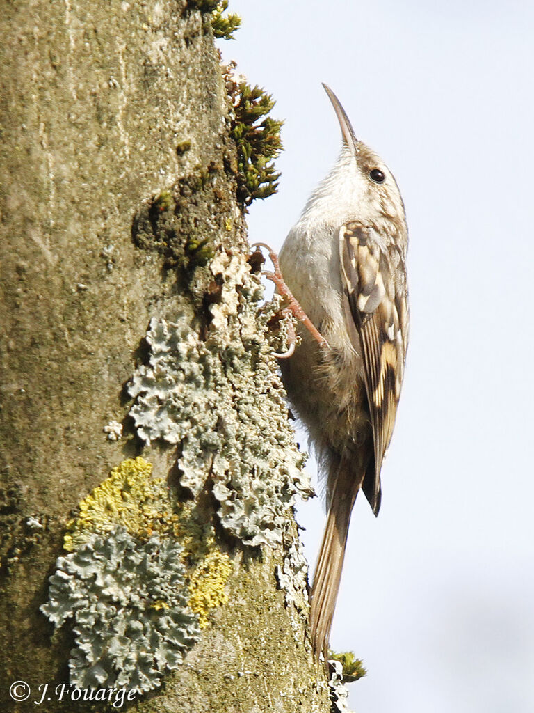 Short-toed Treecreeper