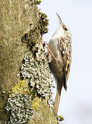 Short-toed Treecreeper