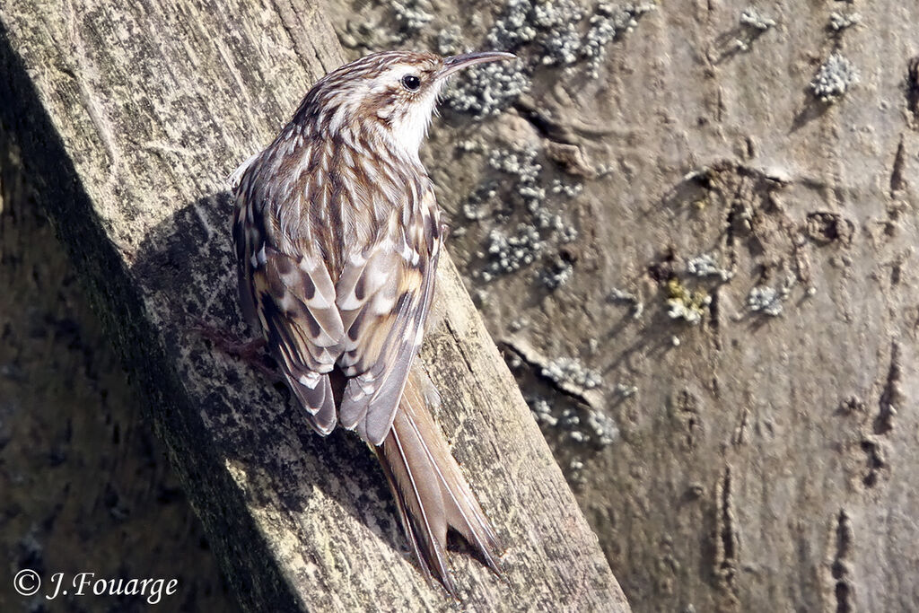 Short-toed Treecreeper