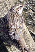 Short-toed Treecreeper