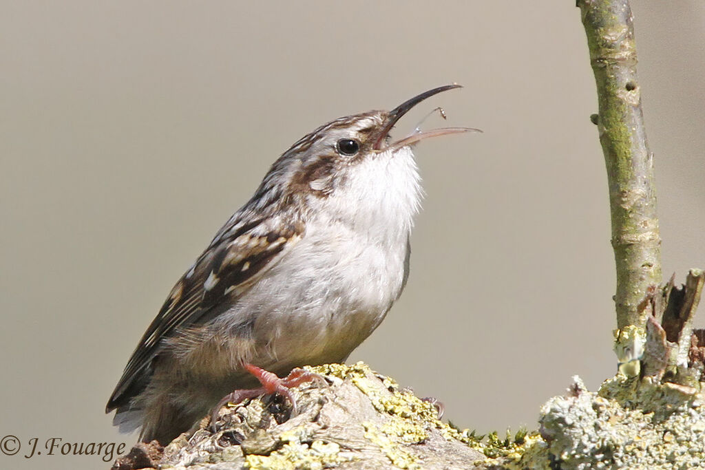 Short-toed Treecreeper, feeding habits, Behaviour