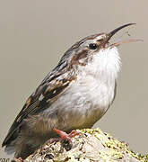 Short-toed Treecreeper