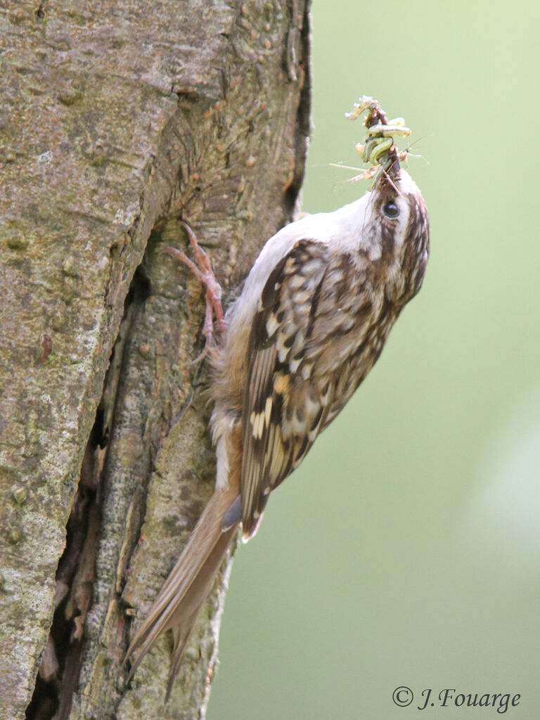 Short-toed Treecreeperadult, identification, feeding habits, Reproduction-nesting