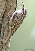 Short-toed Treecreeper