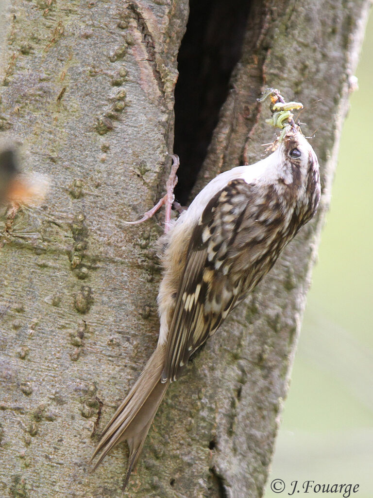 Short-toed Treecreeperadult, identification, feeding habits, Reproduction-nesting