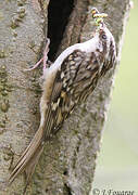 Short-toed Treecreeper