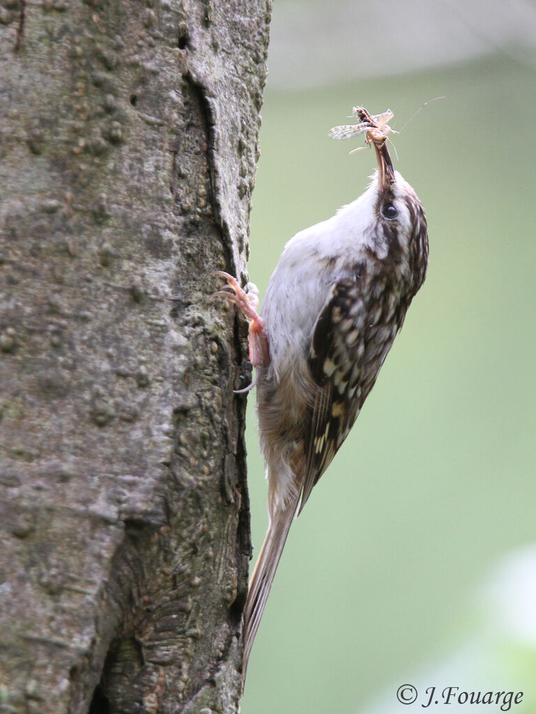 Short-toed Treecreeperadult, identification, feeding habits, Reproduction-nesting