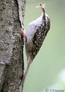 Short-toed Treecreeper