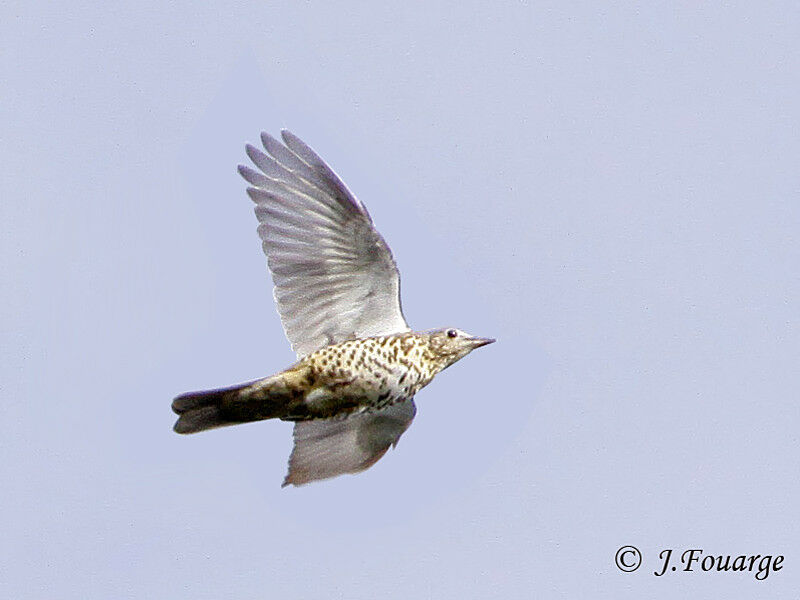 Mistle Thrush, Flight