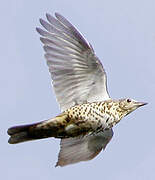 Mistle Thrush