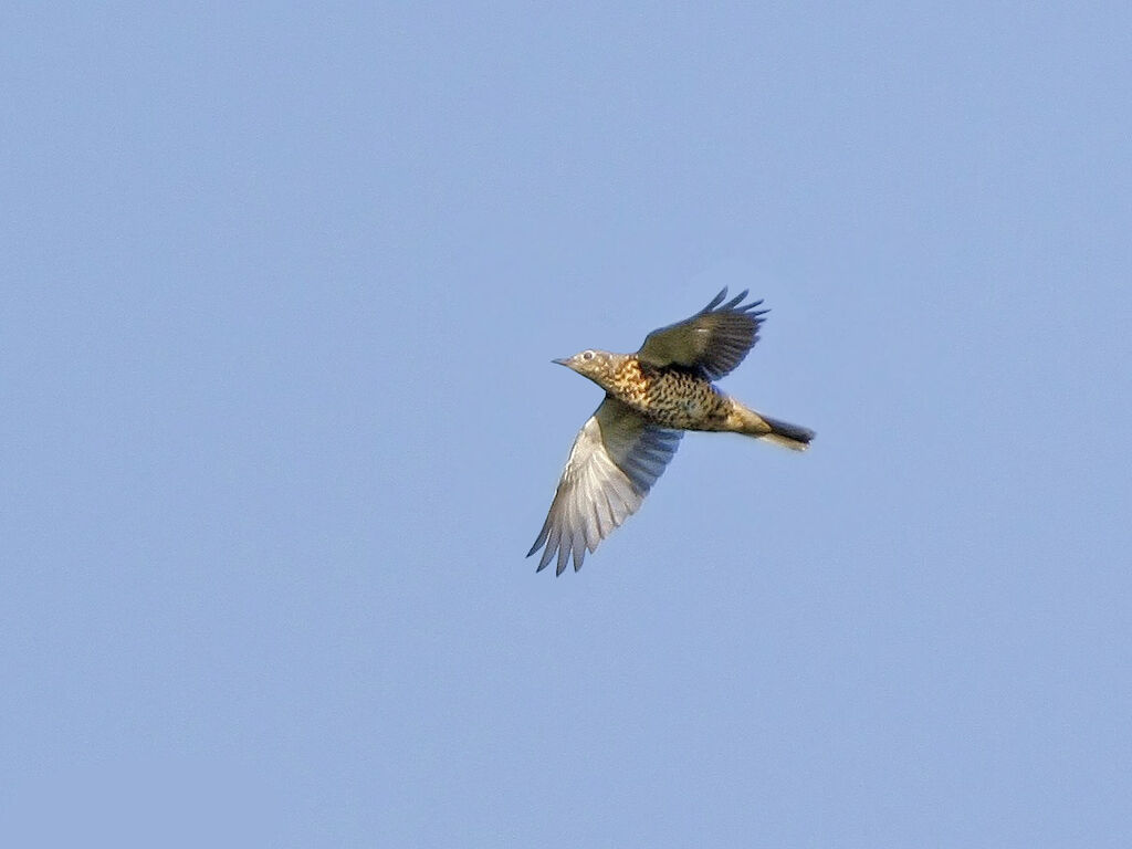 Mistle Thrush, Flight