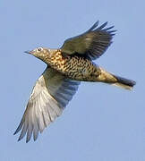 Mistle Thrush