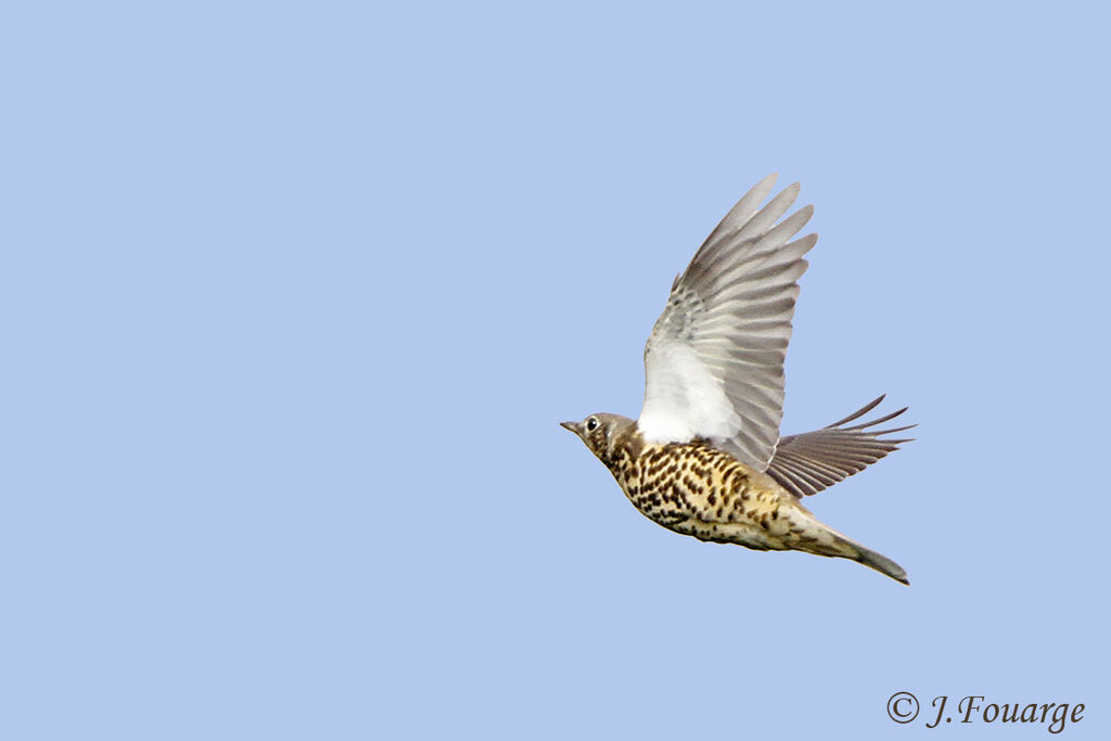 Mistle Thrush, Flight