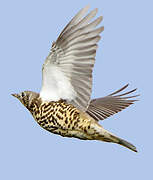 Mistle Thrush