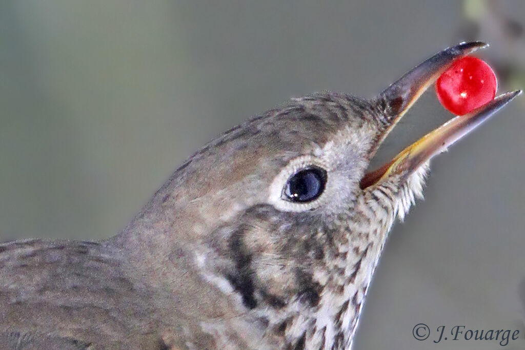 Mistle Thrush, feeding habits